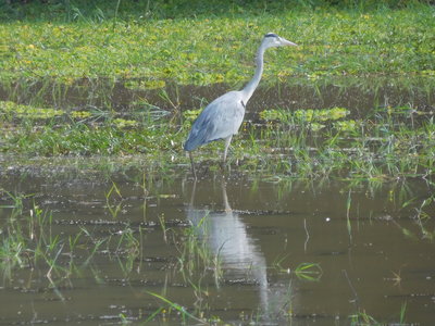 Zambie2018, DSCN3236