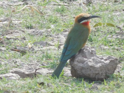 Zambie2018, DSCN3239