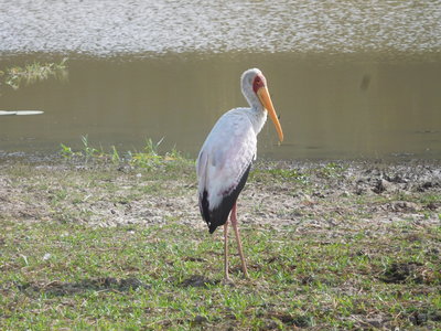 Zambie2018, DSCN3243