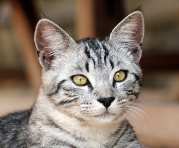 instant felin, IMG_0504