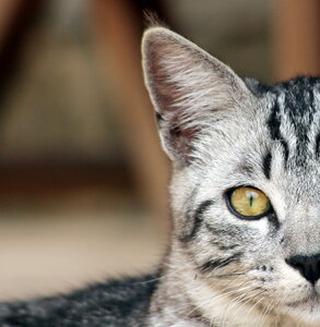 instant felin, IMG_0505