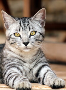 instant felin, IMG_0508