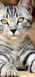 instant felin, IMG_0509