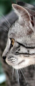 instant felin, IMG_0515