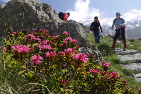 2018-06-25-30-mont-rose, alpes-aventure-mont-rose-refuge-mezzalama-2018-06-26-11