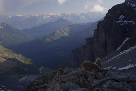 2018-06-25-30-mont-rose, alpes-aventure-mont-rose-refuge-mezzalama-2018-06-26-59