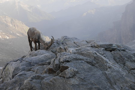 2018-06-25-30-mont-rose, alpes-aventure-mont-rose-refuge-mezzalama-2018-06-26-60