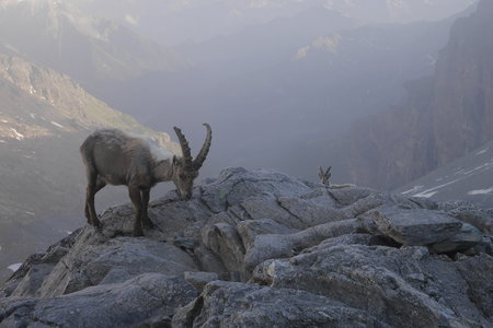 2018-06-25-30-mont-rose, alpes-aventure-mont-rose-refuge-mezzalama-2018-06-26-64