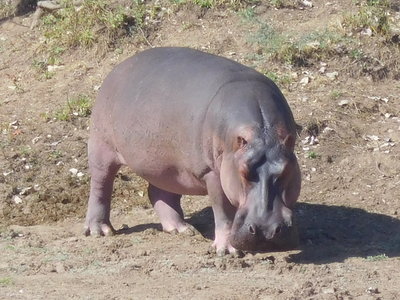 Zambie2018, DSCN3283