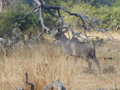 Zambie2018, DSCN3287