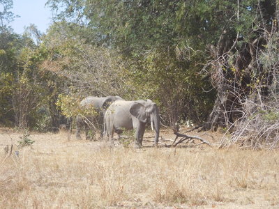 Zambie2018, DSCN3293
