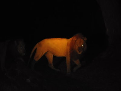 Zambie2018, DSCN3385