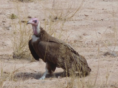 Zambie2018, DSCN3474
