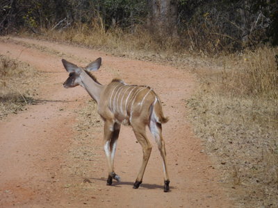 Zambie2018, DSCN3496