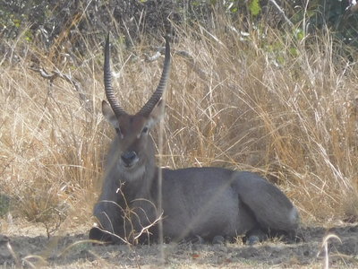 Zambie2018, DSCN3499