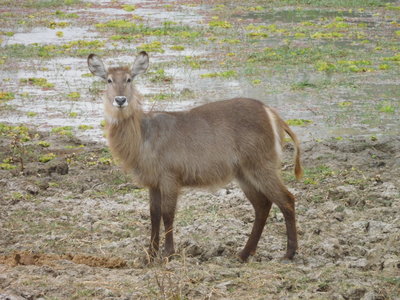 Zambie2018, DSCN3504