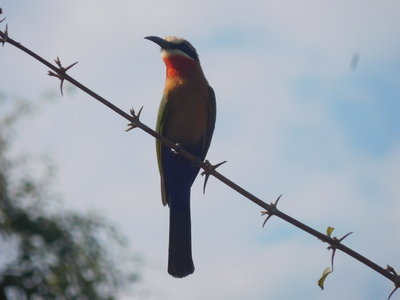 Zambie2018, DSCN3539