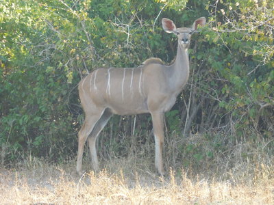 Zambie2018, DSCN3541