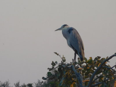 Zambie2018, DSCN3557