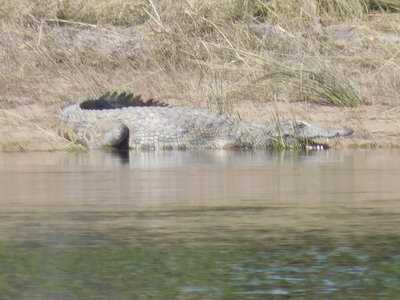 Zambie2018, DSCN4023