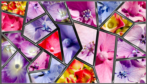 Kaleidoscope, Hortensia_kaleidoscope