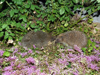 chats et herissons, P1200033