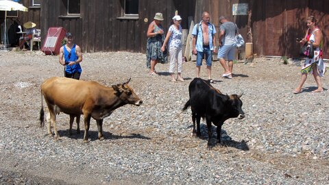 Corse : aux alentours de Calvi., IMG_1875