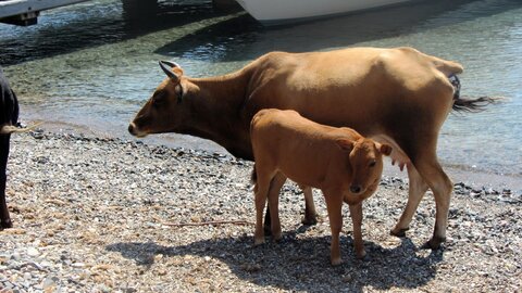 Corse : aux alentours de Calvi., IMG_1876