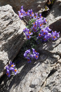 2018-07-18-20-grand-paradis, alpes-aventure-tresenta-2018-07-20-34