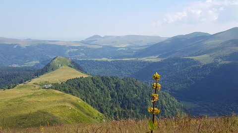 Sancy Capucin, 20180725_110627