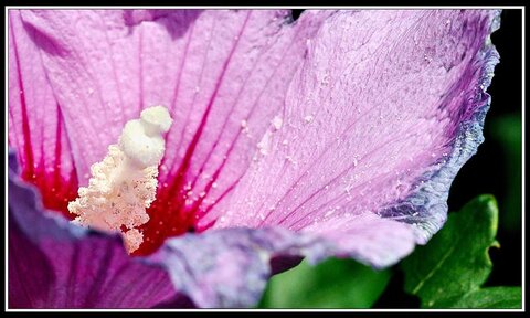 Garden after storm, 06 - Inspiration