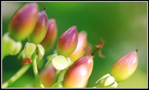 Garden after storm, 08 - Gardiens