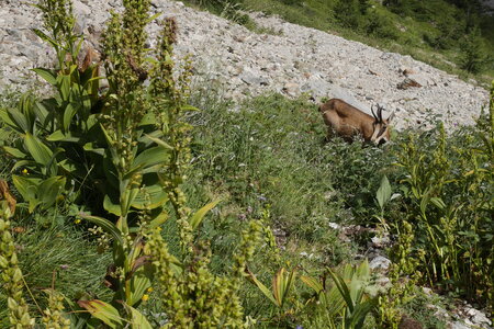 2018-07-28-29-boeufs-rouges, alpes-aventure-boeufs-rouges-2018-07-28-29-03