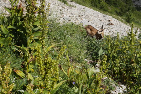 2018-07-28-29-boeufs-rouges, alpes-aventure-boeufs-rouges-2018-07-28-29-04