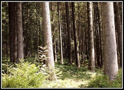 Moyenne montagne, Moyenne montagne 7 - Retour rapide dans les bois