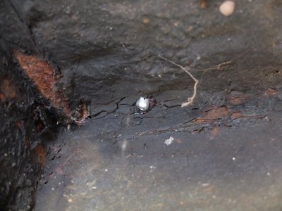 Escroquerie à la vente de véhicules ancêtres En Alsace en France., dscf8832-copier_e57