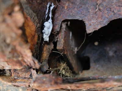 Escroquerie à la vente de véhicules ancêtres En Alsace en France., dscf8834-copier_1jg