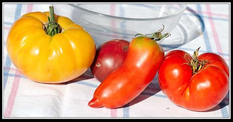 Couleurs et matières - 2, Tomates01