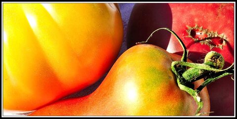 Couleurs et matières - 2, Tomates03