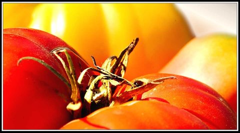 Couleurs et matières - 2, Tomates04