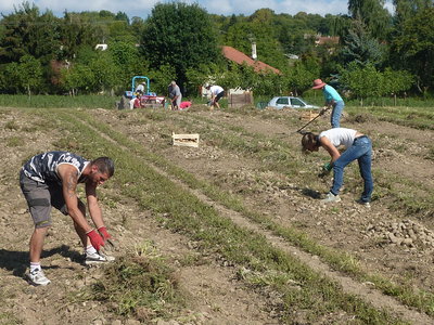 Récolte de patates 2018, P1140712
