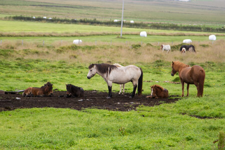 islande 21-08-2018, IMG_3158-2