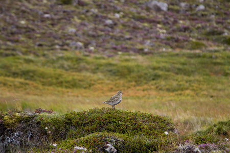 islande 22-08-2018, IMG_3251-2