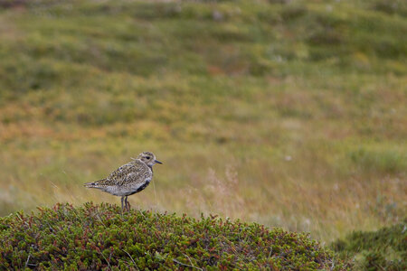 islande 22-08-2018, IMG_3252-2