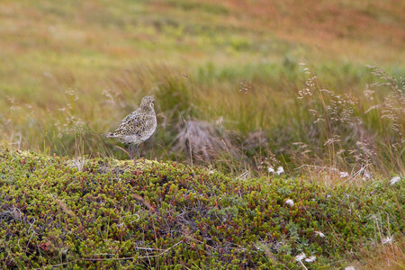 islande 22-08-2018, IMG_3255-2