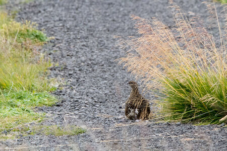 islande 22-08-2018, IMG_3268-2