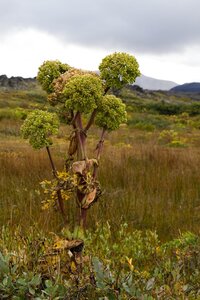 islande 24-08-2018, IMG_3477-2