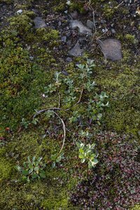 islande 27-08-2018, IMG_3656-2