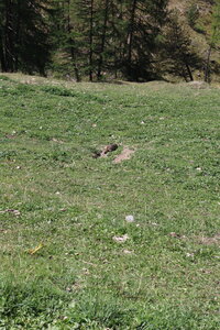 20180827-0914 GR5-53 modane menton, IMG_0160 marmotte au pre faure