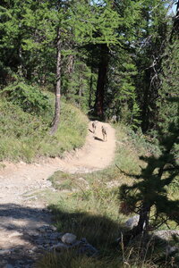 20180827-0914 GR5-53 modane menton, IMG_0181 2 agneaux pres du ruisseau de la pisse